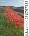 A cluster amaryllis that blooms on the river side 138767383