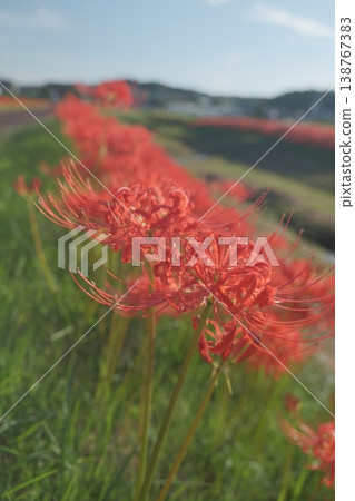 在河邊開花的叢生孤挺花 在河邊開花的叢生孤挺花 138767383