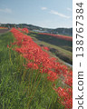 A cluster amaryllis that blooms on the river side 138767384