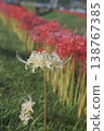 A cluster amaryllis that blooms on the river side 138767385