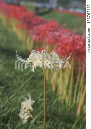 在河邊開花的叢生孤挺花 在河邊開花的叢生孤挺花 138767385
