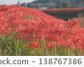 A cluster amaryllis that blooms on the river side 138767386