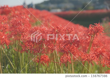 在河邊開花的叢生孤挺花 在河邊開花的叢生孤挺花 138767386