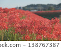 A cluster amaryllis that blooms on the river side 138767387