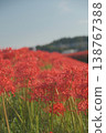 A cluster amaryllis that blooms on the river side 138767388