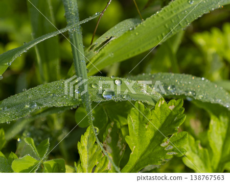 田野裡的植物被晨露弄濕 田野裡的植物被晨露弄濕 138767563