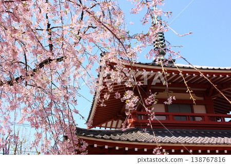 Weeping cherry blossoms in full bloom on the grounds of Arai Yakushi Temple (1) 138767816