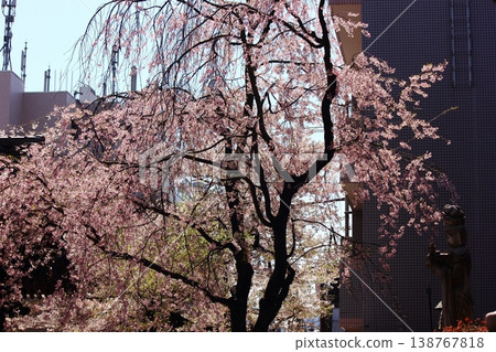 荒井藥師寺院內盛開的垂枝櫻花（3） 138767818