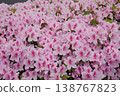 Pink azalea in full bloom 138767823