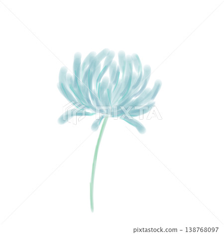 Chrysanthemum Chrysanthemum 138768097