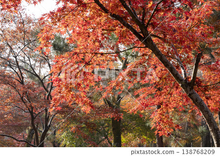Autumn leaves of maple Autumn leaves of maple 138768209