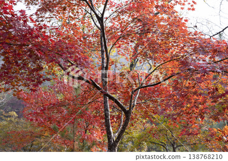 Autumn leaves of maple Autumn leaves of maple 138768210