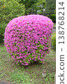 Rounded azaleas 138768214