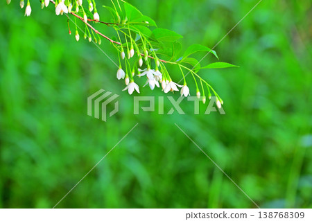 Shirahana echinoki fresh green Shirahana echinoki fresh green 138768309