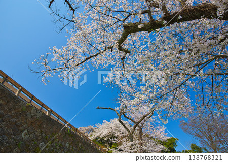 朝和神社的垂枝櫻花樹 138768321