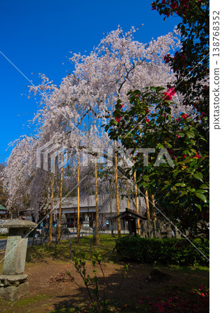 Weeping cherry trees at Asuwa Shrine Weeping cherry trees at Asuwa Shrine 138768352