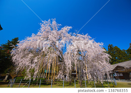 朝和神社的垂枝櫻花樹 138768355