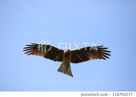 托比在天上飛 138768357