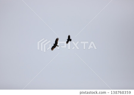 Silhouettes of crows and kites flying in the cloudy sky 138768359
