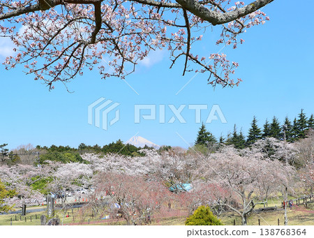 Sakura no Sato 138768364