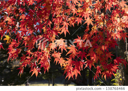 Autumn leaves of maple Autumn leaves of maple 138768466
