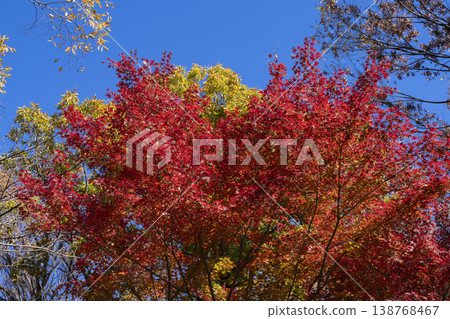 Autumn leaves of maple Autumn leaves of maple 138768467