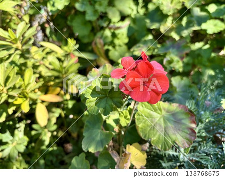 Crimson geranium flowers stand out beautifully against the lush green garden. Crimson geranium flowers stand out beautifully against the lush green garden. 138768675