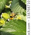 Bumblebees carrying pollen from strawberry flowers 138768710