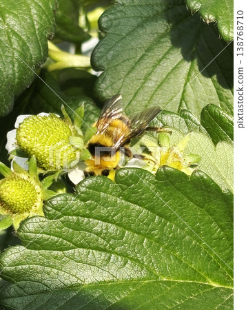 Bumblebees carrying pollen from strawberry flowers Bumblebees carrying pollen from strawberry flowers 138768710