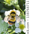 Bumblebees carrying pollen from strawberry flowers 138768711