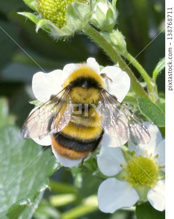 Bumblebees carrying pollen from strawberry flowers Bumblebees carrying pollen from strawberry flowers 138768711