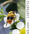 Bumblebees carrying pollen from strawberry flowers 138768712