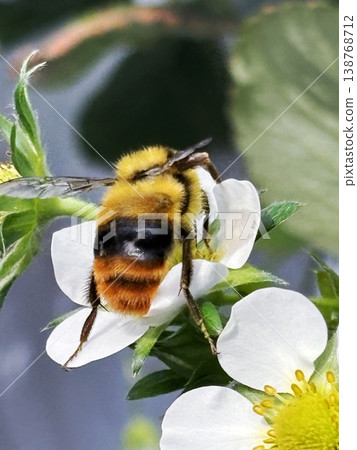 Bumblebees carrying pollen from strawberry flowers Bumblebees carrying pollen from strawberry flowers 138768712