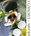 Bumblebees carrying pollen from strawberry flowers 138768713