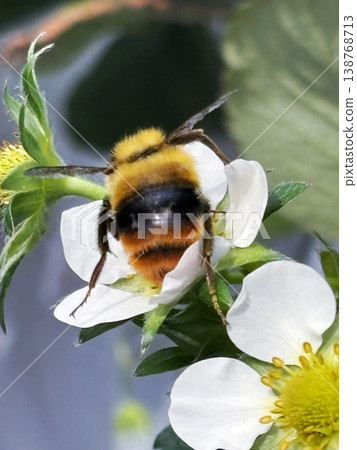 Bumblebees carrying pollen from strawberry flowers Bumblebees carrying pollen from strawberry flowers 138768713
