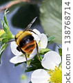 Bumblebees carrying pollen from strawberry flowers 138768714