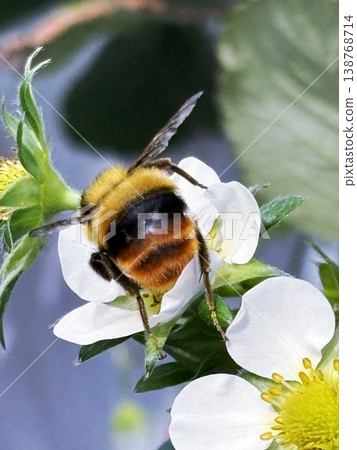 Bumblebees carrying pollen from strawberry flowers Bumblebees carrying pollen from strawberry flowers 138768714