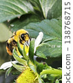 Bumblebees carrying pollen from strawberry flowers 138768715