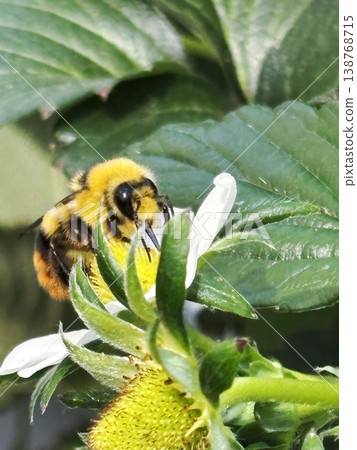 Bumblebees carrying pollen from strawberry flowers Bumblebees carrying pollen from strawberry flowers 138768715
