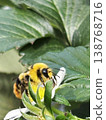 Bumblebees carrying pollen from strawberry flowers 138768716