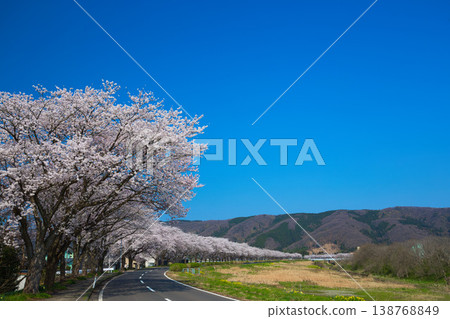 The cherry blossoms are in full bloom along the Kitsunegawa River embankment. 138768849
