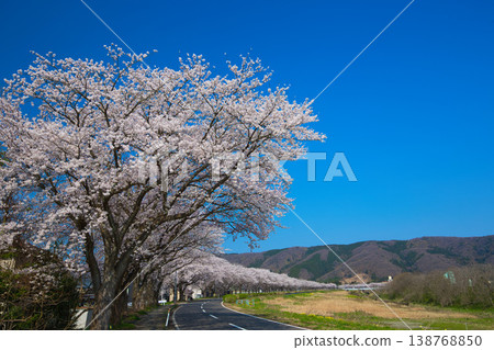 The cherry blossoms are in full bloom along the Kitsunegawa River embankment. 138768850