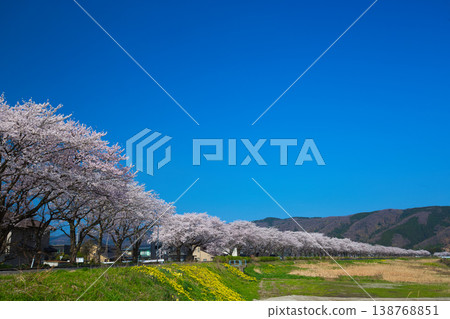The cherry blossoms are in full bloom along the Kitsunegawa River embankment. 138768851