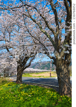 The cherry blossoms are in full bloom along the Kitsunegawa River embankment. 138768852