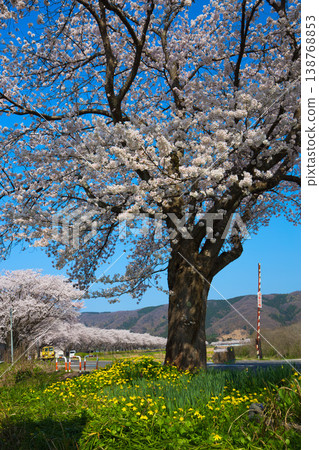 The cherry blossoms are in full bloom along the Kitsunegawa River embankment. 138768853