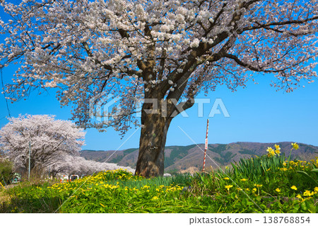 The cherry blossoms are in full bloom along the Kitsunegawa River embankment. 138768854