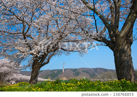 The cherry blossoms are in full bloom along the Kitsunegawa River embankment. 138768855