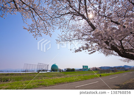 The cherry blossoms are in full bloom along the Kitsunegawa River embankment. 138768856