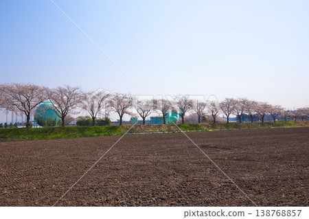 The cherry blossoms are in full bloom along the Kitsunegawa River embankment. 138768857