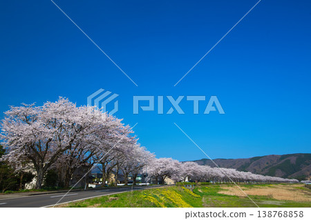 The cherry blossoms are in full bloom along the Kitsunegawa River embankment. 138768858